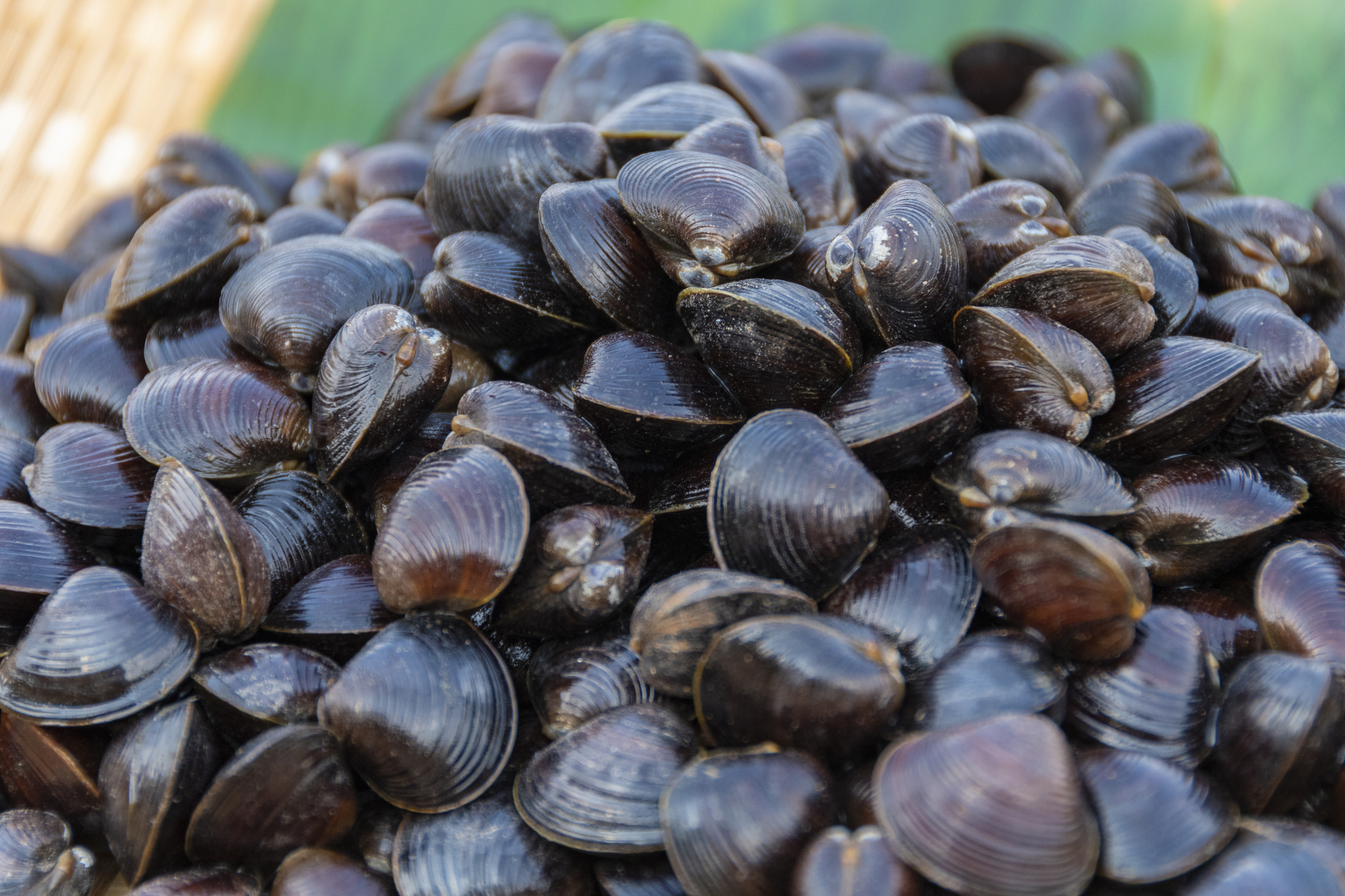 十三湖のしじみ